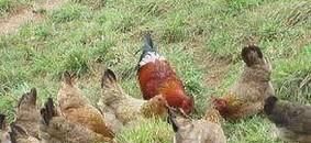 如何喂养草鸡下蛋多