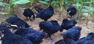 如何喂养草鸡下蛋多