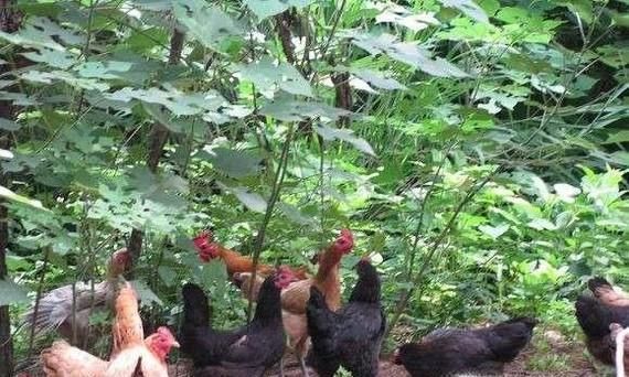 如何喂养草鸡下蛋多