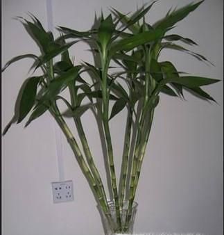 富贵竹长太高了怎么办