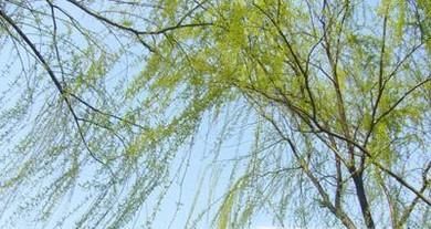 富贵竹长太高了怎么办