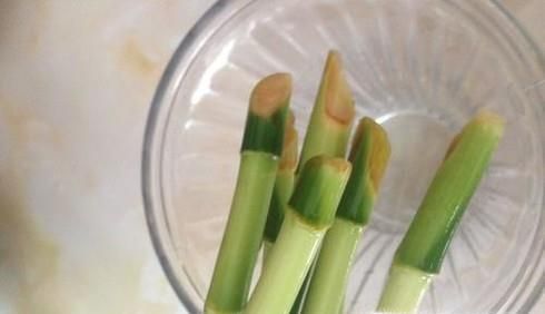 富贵竹长太高了怎么办