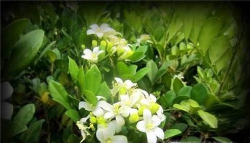 哪些盆栽植物不宜放在卧室？