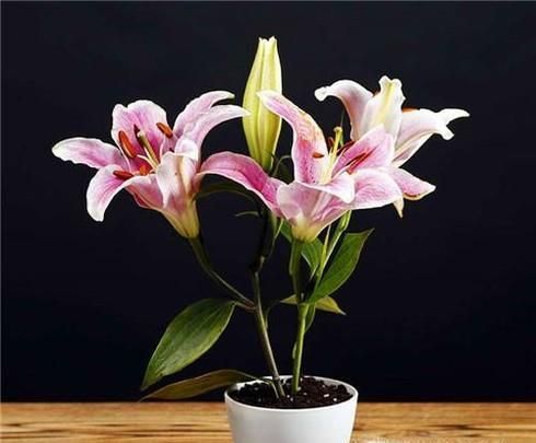 哪些盆栽植物不宜放在卧室？