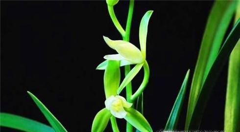 哪些盆栽植物不宜放在卧室？