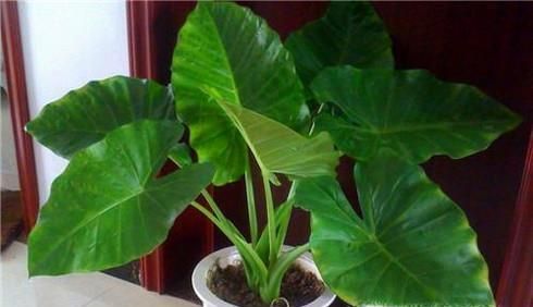 哪些盆栽植物不宜放在卧室？