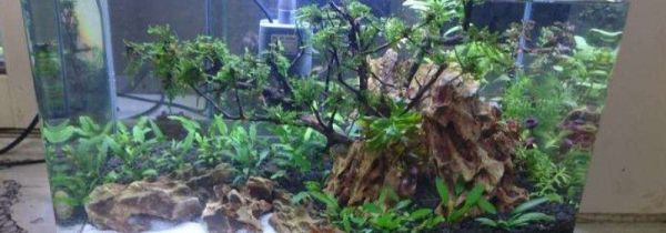 闲置鱼缸的妙用