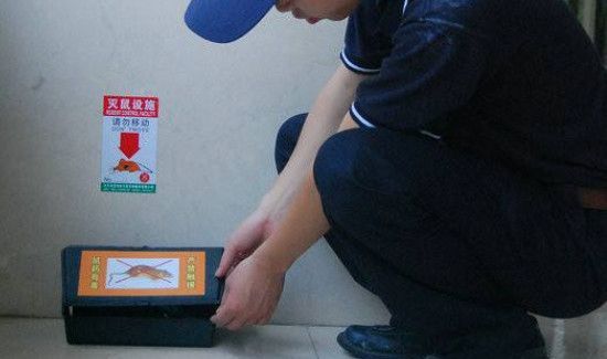 洗洁精灭鼠方法