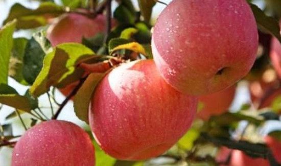 吃完火锅后吃什么水果刮油