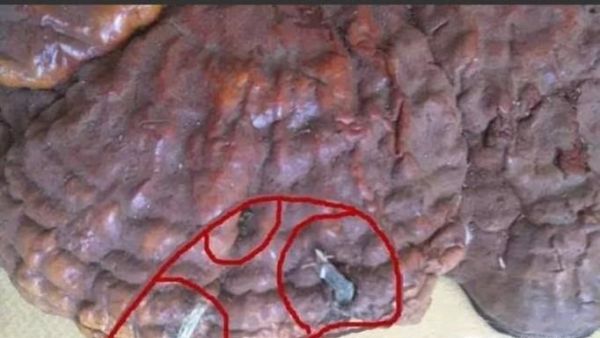 教你鉴别真伪灵芝