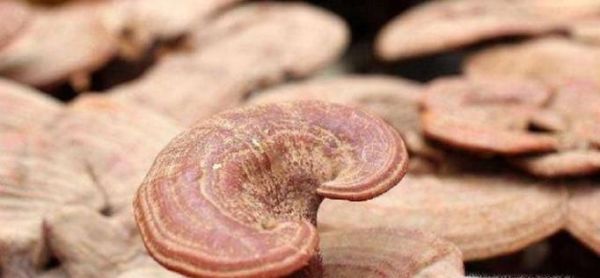 教你鉴别真伪灵芝