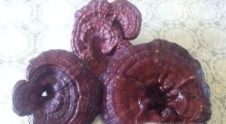 教你鉴别真伪灵芝