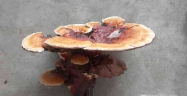 教你鉴别真伪灵芝