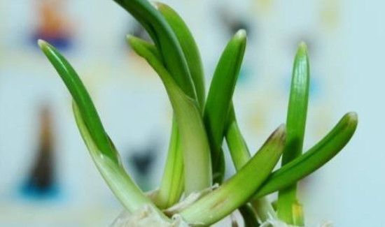 发芽的大蒜能不能吃