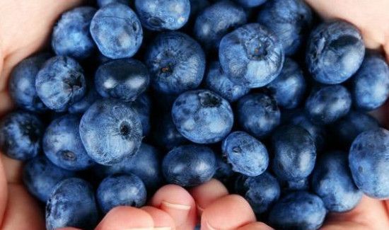 蓝莓的功效和作用及禁忌