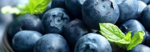 蓝莓的功效和作用及禁忌