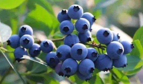 蓝莓的功效和作用及禁忌