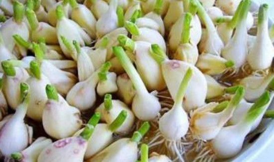 发芽的大蒜能不能吃