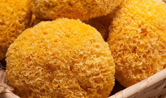 糯银耳与银耳的区别