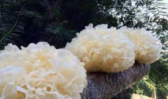 糯银耳与银耳的区别