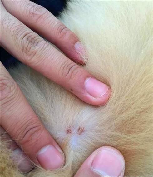 狗狗长虱子了怎么办，实用狗狗除虱小技巧