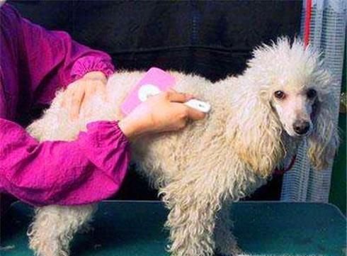 狗狗长虱子了怎么办，实用狗狗除虱小技巧