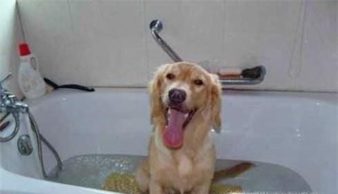 狗狗长虱子了怎么办，实用狗狗除虱小技巧