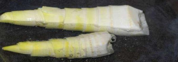 竹笋煮熟后可以冷冻吗