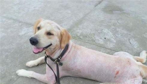 狗狗长虱子了怎么办，实用狗狗除虱小技巧