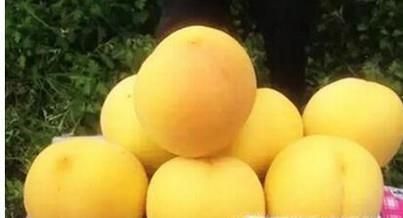 黄金蜜桃新品种表现介绍大全