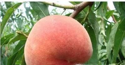 黄金蜜桃新品种表现介绍大全