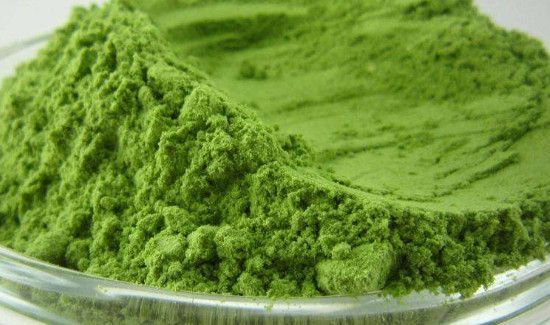 大麦苗粉的禁忌