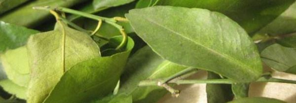 鲜桔子叶的功效
