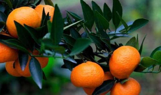 鲜桔子叶的功效