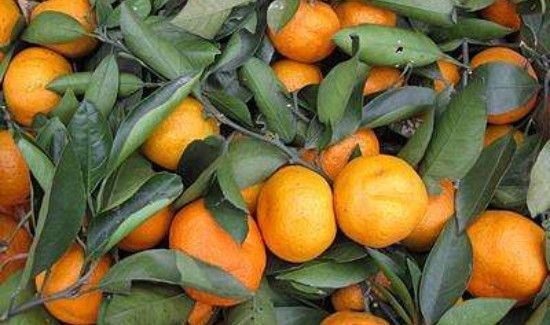 鲜桔子叶的功效