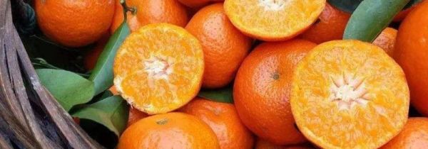 沙糖桔掉红色能吃吗