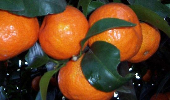 沙糖桔掉红色能吃吗