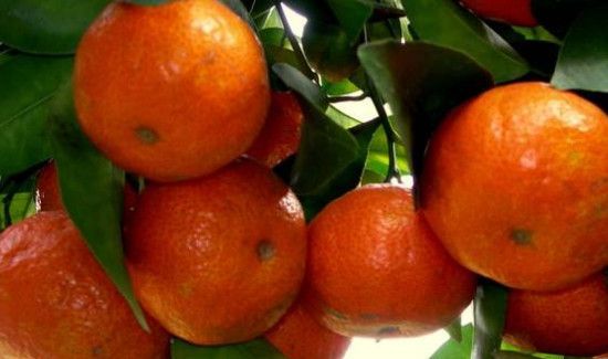 沙糖桔掉红色能吃吗