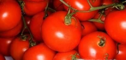 西红柿的相宜与相克食物