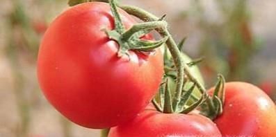 西红柿的相宜与相克食物