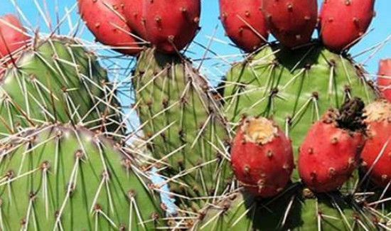 仙人掌果的功效与禁忌