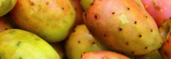 仙人掌果的功效与禁忌