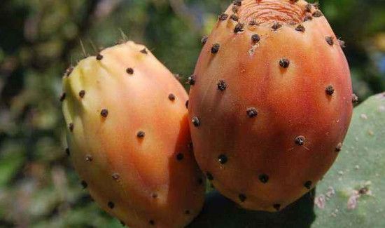 仙人掌果的功效与禁忌