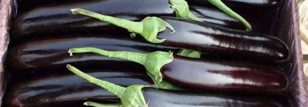 茄子怎么保鲜时间久