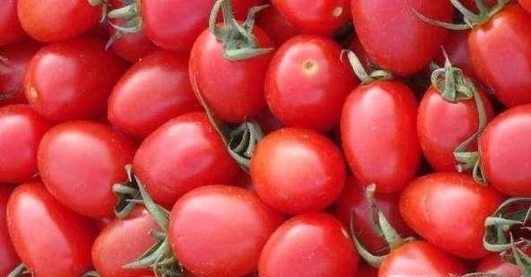 怎样挑选圣女果