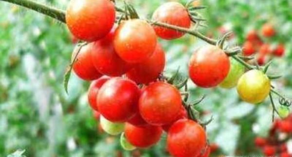 怎样挑选圣女果