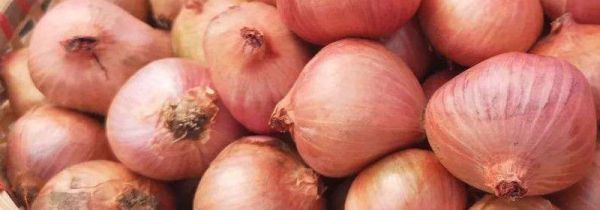 生吃毛葱的功效与作用