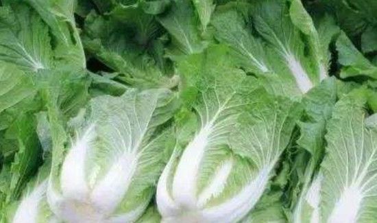 白菜怎样保存的时间长
