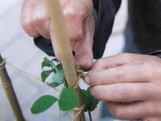 在家如何种豌豆