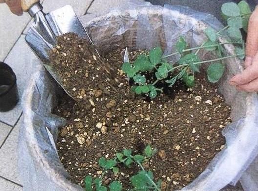 在家如何种豌豆